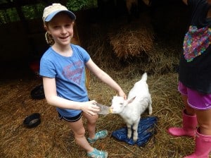 farmgoat4 