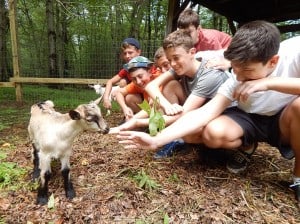 farmgoat8 